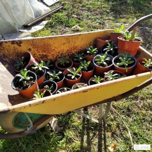 LA HUERTA DE LAS FLORES