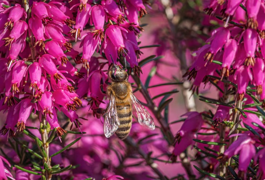 Flores que atraen abejas