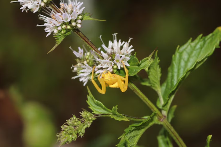 plantas melíferas